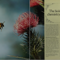 The Biology and Chemistry of Plants