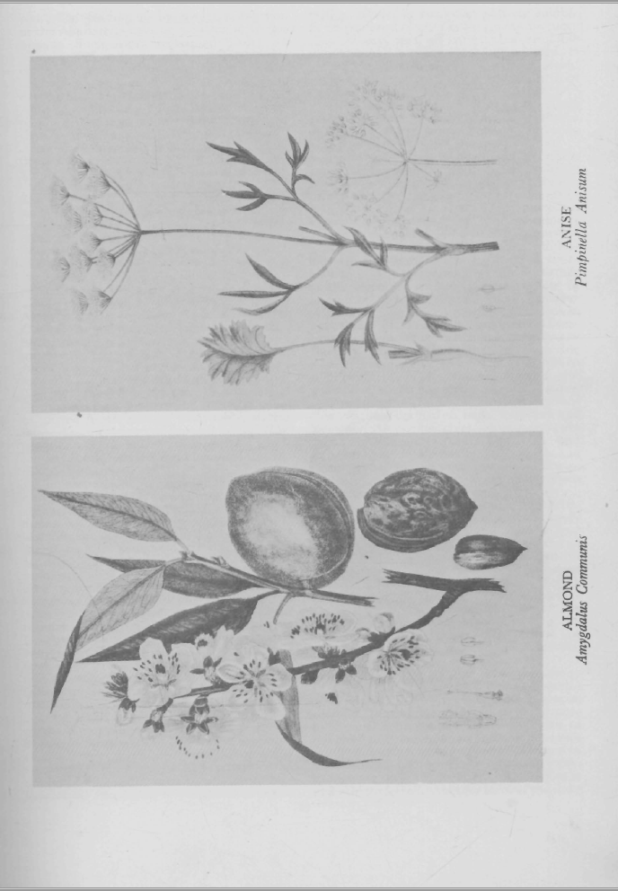 Ancient Medicinal Plant Remedies