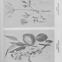 Ancient Medicinal Plant Remedies